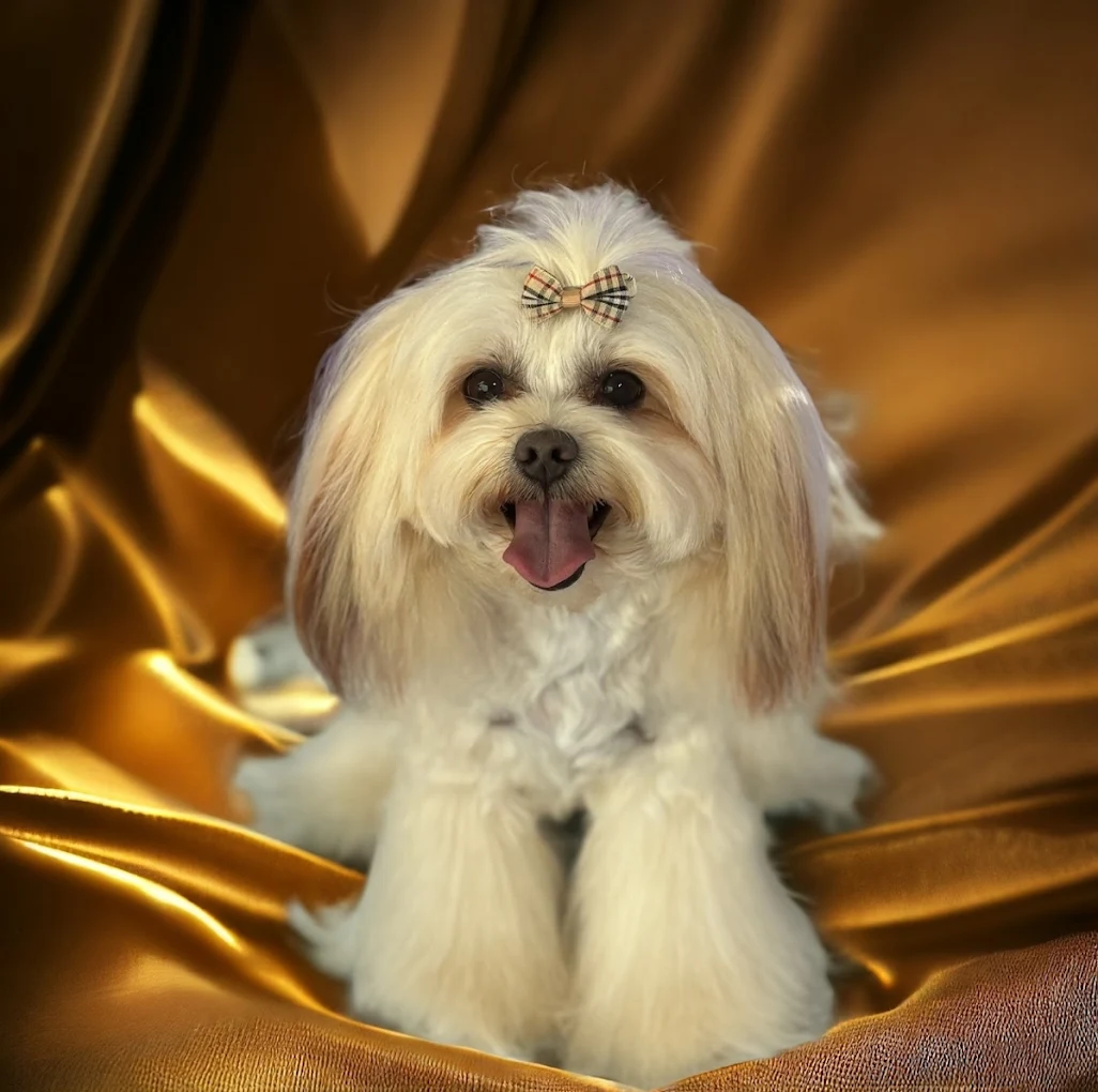 Freshly groomed Maltese with a bow