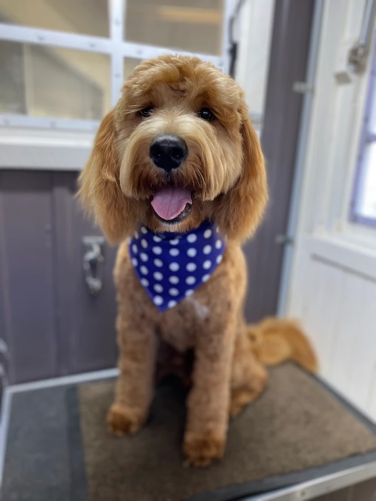 Groomed Goldendoodle with a polka-dot bandana