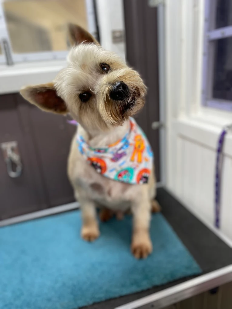 Terrier with a colourful bandana after grooming