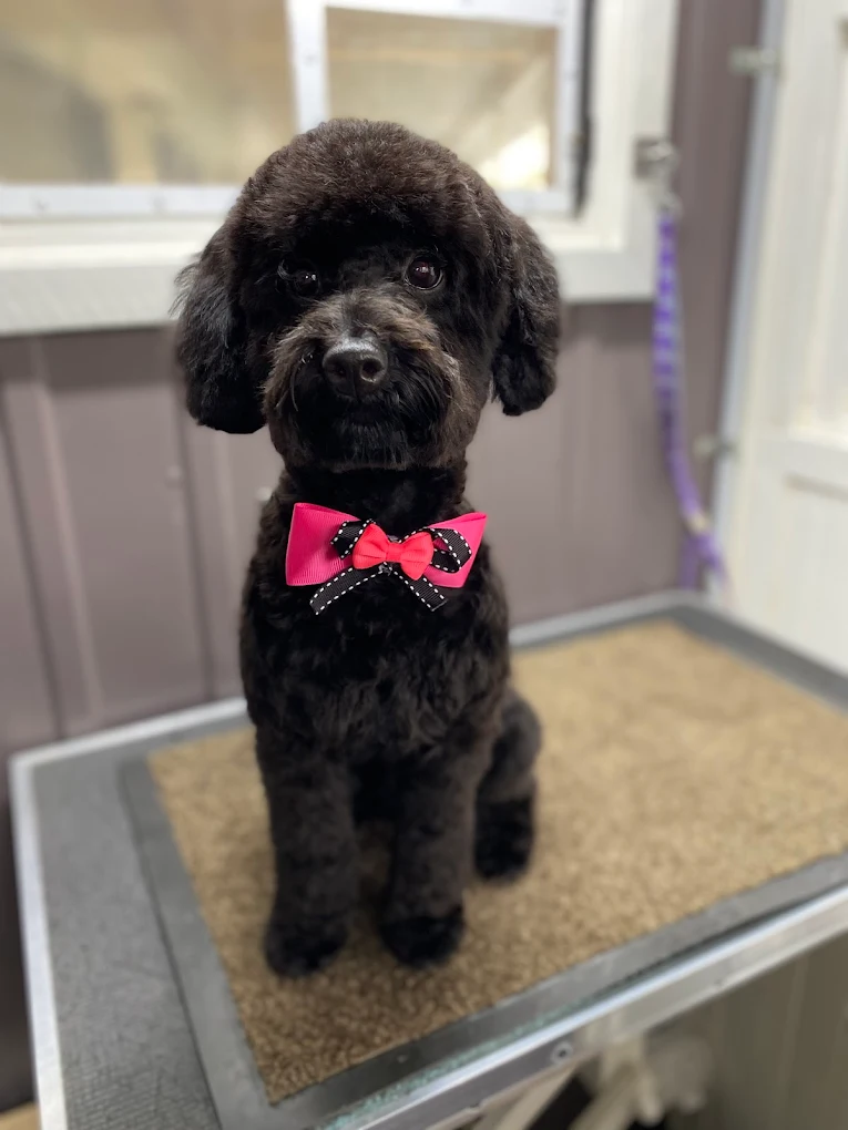 Groomed black poodle with a pink bow tie